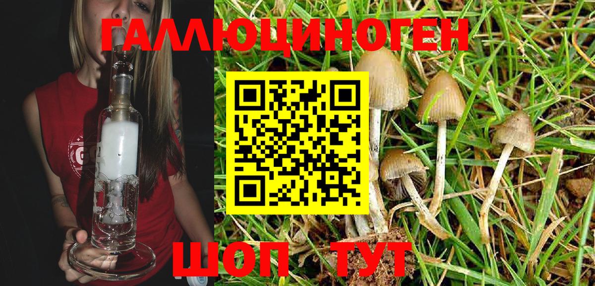 Галлюциногенные грибы Psilocybe Кудрово